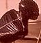 Enclosed Lady's Avatar