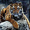 Tiger's Avatar