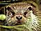 RiverOtter's Avatar