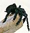 Avicularia's Avatar