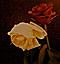 stars_and_roses's Avatar