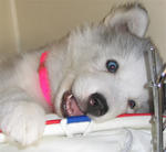 flpuppy's Avatar