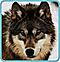 ElderWolf